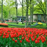 גני קוקנהוף - מידע והמלצות למטייל בפארק המיוחד של הולנד