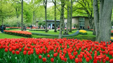 גני קוקנהוף - מידע והמלצות למטייל בפארק המיוחד של הולנד